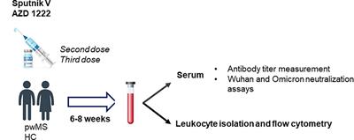 Do immunosuppressive treatments influence immune responses against adenovirus-based COVID-19 vaccines in patients with multiple sclerosis? An Argentine multicenter study